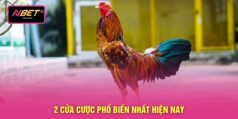 2 cửa cược phổ biến nhất hiện nay