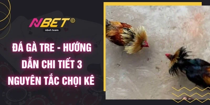 Đá Gà Tre - Hướng Dẫn Chi Tiết 3 Nguyên Tắc Chọi Kê