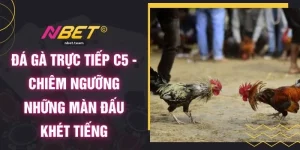 Đá Gà Trực Tiếp C5 - Chiêm Ngưỡng Những Màn Đấu Khét Tiếng