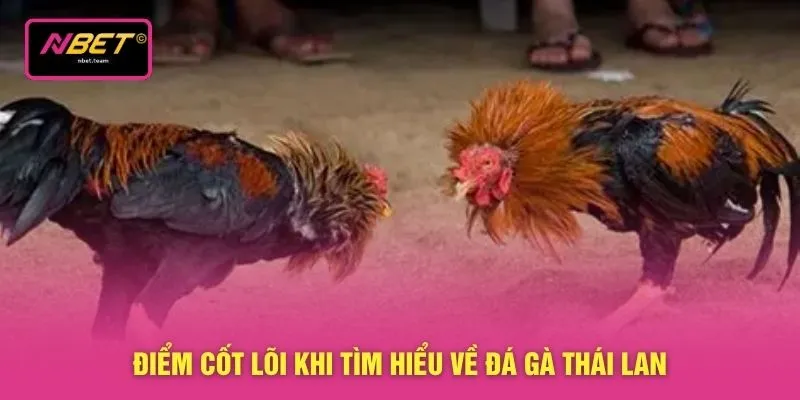 Điểm cốt lõi khi tìm hiểu về đá gà Thái Lan